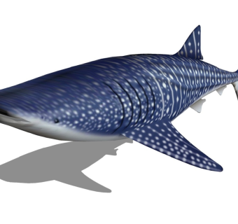 精品动物模型 虎鲨